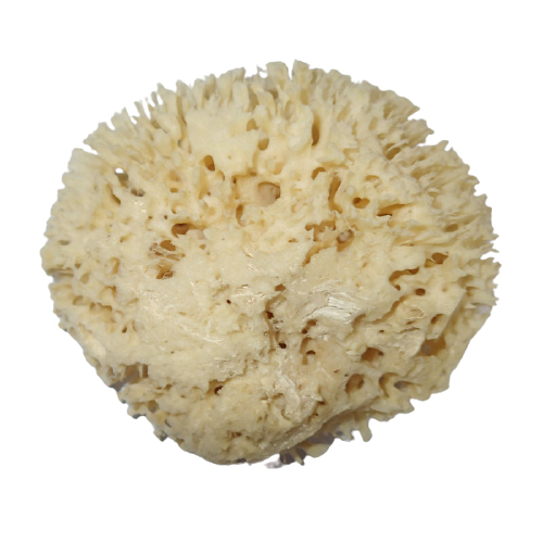 MOØSKÁ HOUBA Honeycomb 12-13 cm - Houby,žínky,rukavice - zvìtšit obrázek
